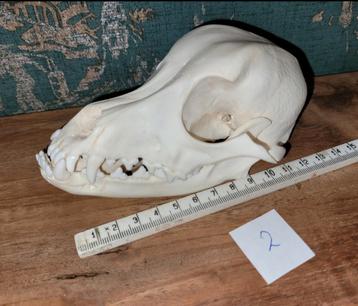 Schedel van een kleine hond met duidelijke onderbeet (2) beschikbaar voor biedingen
