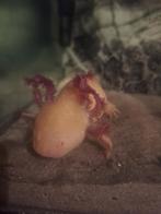 3 volwassen axolotls ter overname aangeboden, Dieren en Toebehoren, Schildpad
