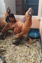 Krielhaan en krielhen, Dieren en Toebehoren, Pluimvee, Meerdere dieren, Kip