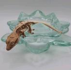 Supermooie lilly white wimpergekko/crested gecko, Hagedis, 0 tot 2 jaar