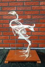 Skelet - Kip - (Pullum / Kippen / Haan / opgezet), Ophalen