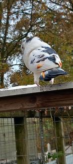 HAAGSE TIL DUIVEN KROPPERS LOKDUIF, Dieren en Toebehoren, Vogels | Duiven, Meerdere dieren, Kropper