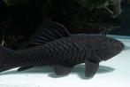 Rhinelepis aspera – Rare black pleco about 25cm, Vis, Zoetwatervis