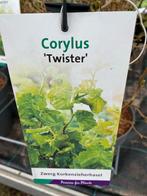 Corylus ‘twister’ dwerg krulhazelaar, Ophalen, Overige soorten, Volle zon