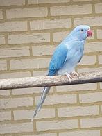 Violet wtkwtst  halsband parkiet pop  2025, Dieren en Toebehoren, Vrouwelijk, Parkiet, Geringd