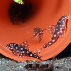 L471 Pleco eigen kweek, Dieren en Toebehoren, Vis