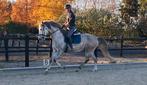 Super leuke lieve lusitano mix, Dieren en Toebehoren, Pony's, Ruin, 7 tot 10 jaar, Recreatiepony, Gechipt