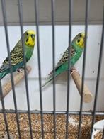 Slate / melanistic/ split fallow., Meerdere dieren, Parkiet