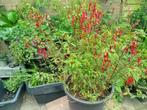 Fuchsia, Tuin en Terras, Planten | Tuinplanten, Volle zon, Vaste plant, Zomer, Ophalen