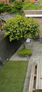 Leilinde, Ophalen, Leiboom, Halfschaduw, 100 tot 250 cm