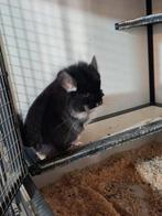 Black Pearl Angora koppel te koop, Dieren en Toebehoren, Knaagdieren, April, Meerdere dieren, Chinchilla