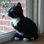 Lieve zwart-witte kittens zoeken een warm thuis, Dieren en Toebehoren, Katten en Kittens | Overige Katten, Meerdere dieren, Kortharig