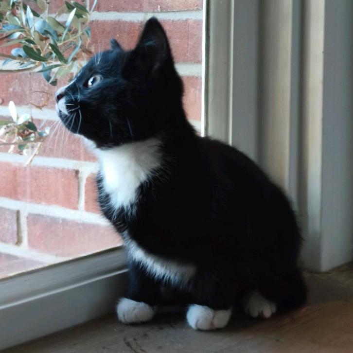 Lieve zwart-witte kittens zoeken een warm thuis, Dieren en Toebehoren, Katten en Kittens | Overige Katten, Kortharig, Meerdere dieren