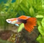 3x tuxido red gup guppies guppen raszuiver ook jonge, Vis, Zoetwatervis, Schoolvis