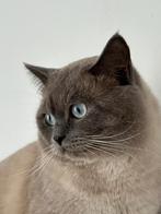 Dekkater Britse korthaar bluepoint ervaren!, Dieren en Toebehoren, Katten en Kittens | Dekkaters