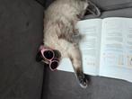 Super lieve kruising ragdoll/siamees kitten te koop, Dieren en Toebehoren, Katten en Kittens | Raskatten | Korthaar, Kater, Ontwormd