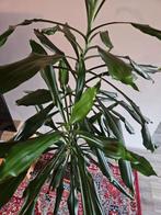 Draceana drakenbloedboom groot, Ophalen, Overige soorten, Halfschaduw, In pot
