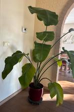 Strelitzia plant met pot, Ophalen, 100 tot 150 cm, Overige soorten, In pot