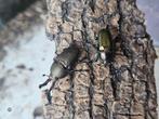 Lamprima adolphinae, Dieren en Toebehoren, Insecten en Spinnen, Overige soorten