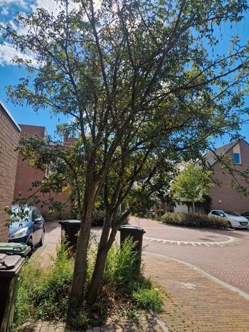 gouden regen boom   beschikbaar voor biedingen