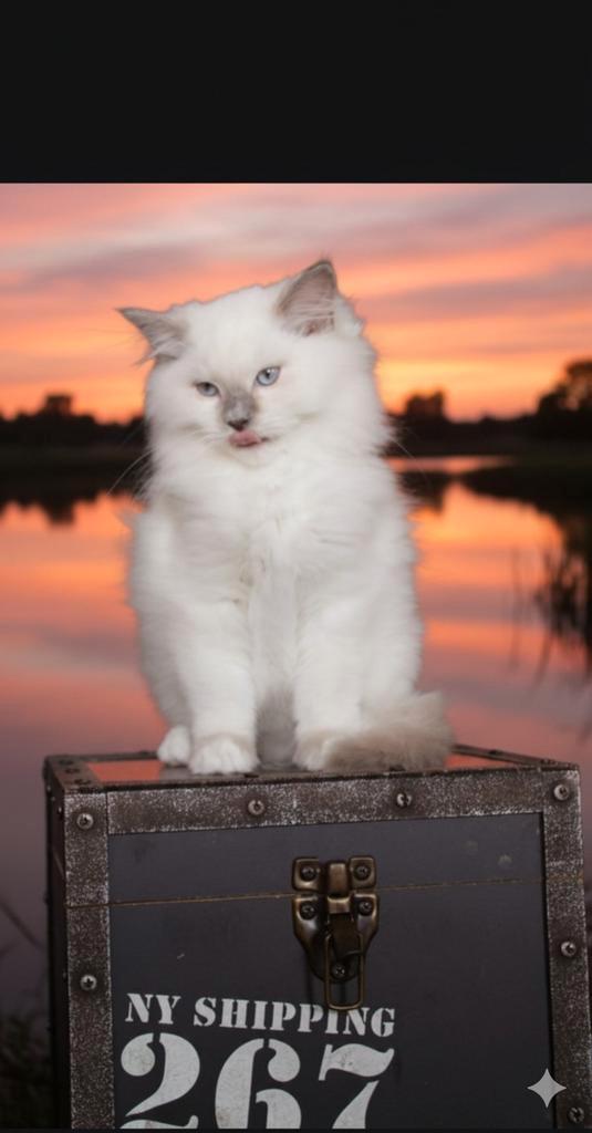 Ragdoll katertje( cinnamon drager) evt voor de fok!!, Dieren en Toebehoren, Katten en Kittens | Raskatten | Langhaar, Kater, Met stamboom