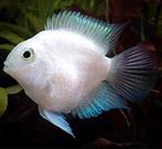 Jonge witte polars 2/2.5 cm groot €2.95 per stuk & 6 =€15, Vis, Zoetwatervis