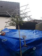 Quercus Ilex  (Steeneik ) als leiboom ., Tuin en Terras, Planten | Bomen, Bloeit niet, Leiboom, 250 tot 400 cm, Ophalen