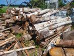 Stammen brandhout berk en esdoorn, Tuin en Terras, 6 m³ of meer, Ophalen of Verzenden, Overige houtsoorten, Stammen