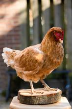 Opgezette legkip Taxidermy, Ophalen of Verzenden, Nieuw, Opgezet dier