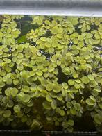 Salvinia natans – mooie drijfplant voor aquarium– €1 per bak, Ophalen, Zo goed als nieuw, Plant(en), Steen of Hout