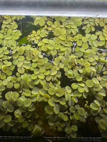 Salvinia natans – mooie drijfplant voor aquarium– €1 per bak beschikbaar voor biedingen
