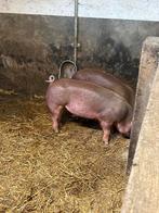 Prachtige duroc biggen te koop t.e.a.b., Dieren en Toebehoren, Meerdere dieren, Schaap