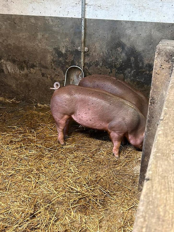 Prachtige duroc biggen te koop t.e.a.b., Dieren en Toebehoren, Schapen, Geiten en Varkens, Schaap, Meerdere dieren