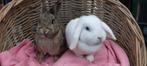 konijnenkoppel BROWNIE & PUKI uit de opvang zoekt een tehuis, Dieren en Toebehoren, Konijnen, Vrouwelijk