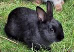 Lief klein konijntje 11 weken oud., Dieren en Toebehoren, Konijnen, Vrouwelijk