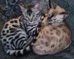 Bengaal F5 2x kater zilver,mink,charcoal., Dieren en Toebehoren, Katten en Kittens | Raskatten | Korthaar, Kater, Gechipt, 0 tot 2 jaar