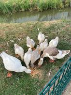 Te koop 6 jonge boerenganzen, Dieren en Toebehoren, Pluimvee, Meerdere dieren, Gans of Zwaan