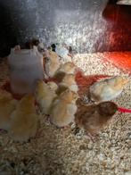 Orpington kuikens, Dieren en Toebehoren, Meerdere dieren, Kip