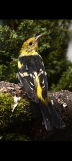Louisiana tangara man, Dieren en Toebehoren, Vogels | Overige Vogels, Mannelijk, Geringd