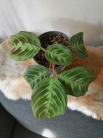 Maranta cat moustache, Huis en Inrichting, Kamerplanten, Ophalen of Verzenden, Overige soorten, Minder dan 100 cm