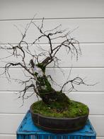 Flinke bonsai berk yamadori Ardennen, Tuin en Terras, Planten | Bomen, Ophalen of Verzenden, Bloeit niet, Overige soorten, Minder dan 100 cm