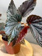 Begonia Corallina (Angel Wing), Ophalen of Verzenden, Overige soorten, Minder dan 100 cm