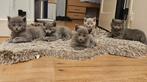 Blauwe  rus  kittens, Meerdere dieren, Ontwormd