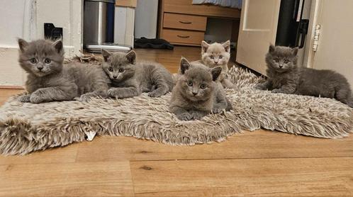 Blauwe  rus  kittens, Dieren en Toebehoren, Katten en Kittens | Raskatten | Langhaar, Meerdere dieren, Met stamboom, Ontwormd
