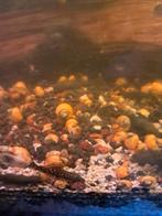 Yellow appelslakken, Vis