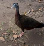 Argus fazant haan, Mannelijk, Overige soorten