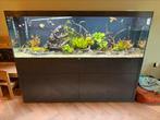 AQUATLANTIS AQUARIUM SUBLIME, Ophalen, Zo goed als nieuw, Gevuld zoetwateraquarium