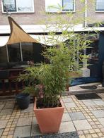 2 x fargesia bamboe in Vecapot 50x50x50, Tuin en Terras, Planten | Tuinplanten, Ophalen