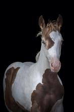 SPOED ontzettend lief Champagne bont merrieveulen, Dieren en Toebehoren, Pony's, Merrie, Gechipt, 0 tot 2 jaar