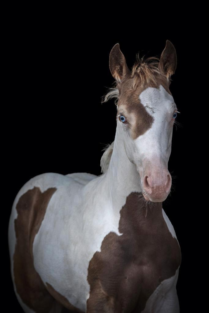 SPOED ontzettend lief Champagne bont merrieveulen, Dieren en Toebehoren, Pony's, Merrie, 0 tot 2 jaar, Gechipt, Ontwormd, Ingeënt